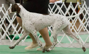 Gabanna/Dogshow2.jpg