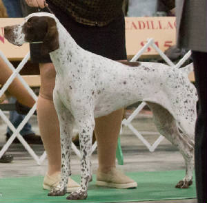 Gabanna/Dogshow3.jpg