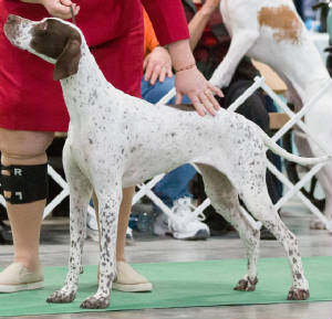 Gabanna/Dogshow4.jpg