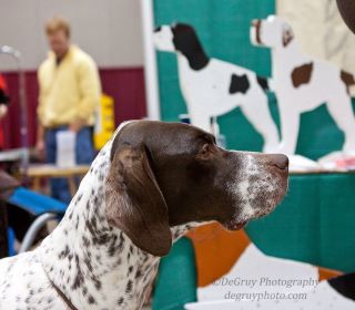 PointerPhotos/FrecklesWisDogFair.jpg